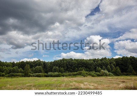 Dense forest against the sky and meadows. Beautiful landscape of a row of trees and blue sky background