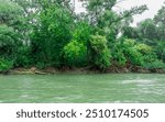 Dense forest along riverbank with exposed tree roots and green water