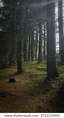 Dense Forest Background | Pine Trees Path | Natural Texture