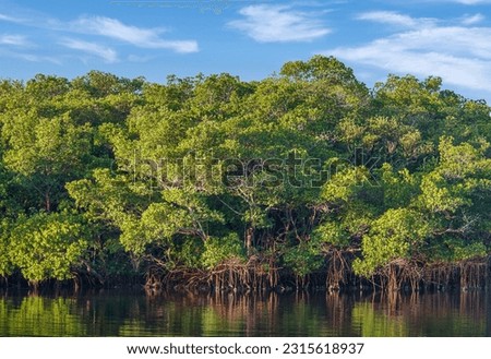 A dense forest of beautiful red mangroves at Cockroach Bay Aquatic Preserve along Tampa Bay in Hillsborough County Florida with clear view of the aerial  prop roots. 