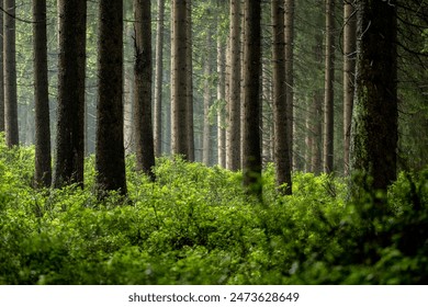 A dense forest blankets the mountains, with tall trees reaching towards the sky. Sunlight filters through the canopy, casting dappled shadows on the forest floor, creating a peaceful, natural haven. - Powered by Shutterstock