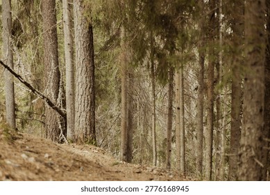 Dense forest featuring tall pine trees and a winding dirt path, surrounded by underbrush and natural vegetation, creating a serene woodland atmosphere