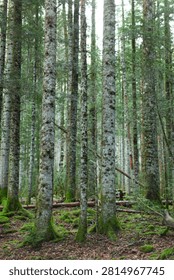 Dense forest featuring tall trees with moss-covered trunks and forest floor