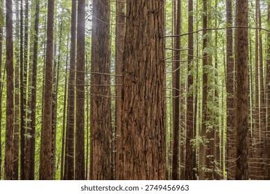 Dense forest of giant sequoia tree trunks in the Monte Cabezon Natural Monument, showing thick brown bark and green foliage in daylight.