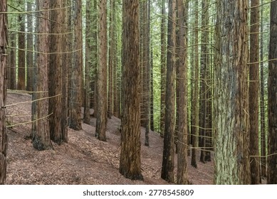 Dense forest of giant sequoia tree trunks in the Monte Cabezon Natural Monument, showing thick brown bark and green foliage in daylight.