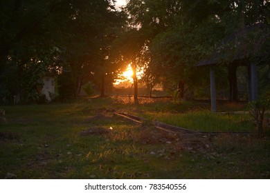 Dense forest with light through orange evening.