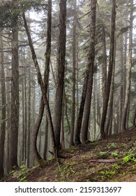 Dense Forest In Mountains Of Vancouver North Shore