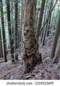 Dense Forest In Mountains Of Vancouver North Shore