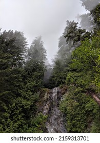 Dense Forest In Mountains Of Vancouver North Shore