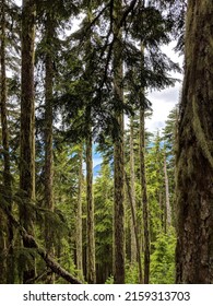 Dense Forest In Mountains Of Vancouver North Shore