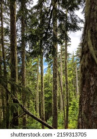 Dense Forest In Mountains Of Vancouver North Shore