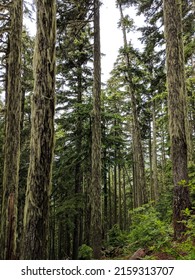 Dense Forest In Mountains Of Vancouver North Shore