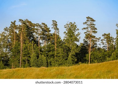A dense forest of pine and birch trees borders a sunlit field of tall grass and wildflowers under a bright sky