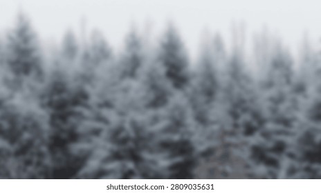 A dense forest of pine trees covered in snow, shrouded in a thick fog, creating a serene and tranquil winter scene.