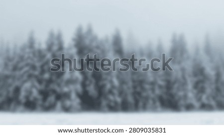 A dense forest of pine trees covered in snow during a winter day, with a soft focus effect.