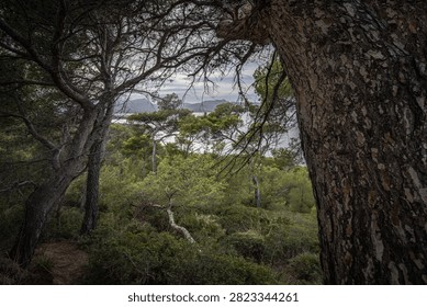 A dense forest with pine trees and shrubs, under cloudy sky, overlooking body of water distant mountains.