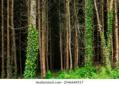 Dense forest scene. Tall, slender trees with dark brown bark. Green ivy climbs several tree trunks. Ferns carpet the forest floor. Path leads deeper into woods. - Powered by Shutterstock