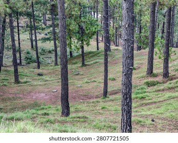 a dense forest setting, pine forests found in the Raventy, Murree region of Pakistan