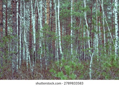 A dense forest of slender birch and pine trees, with a quiet mix of green undergrowth and textured trunks