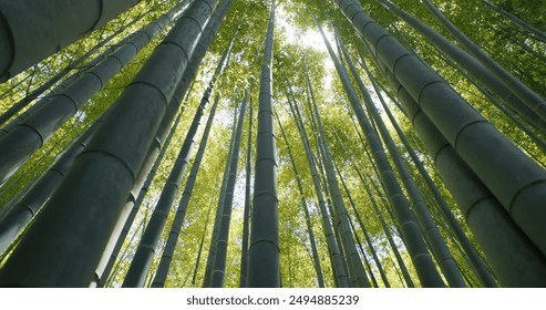 A dense forest of tall bamboo stalks reaches up towards a bright sky. The image is taken from a low angle, making the bamboo appear even taller and more imposing.  - Powered by Shutterstock