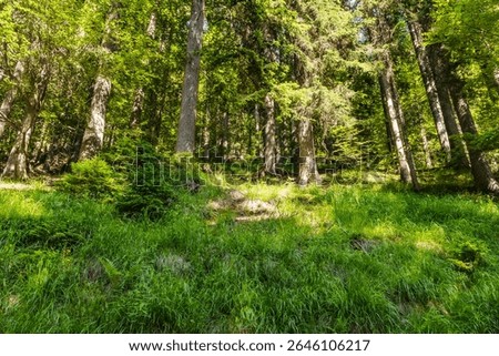 dense forest with tall pine and deciduous trees under sunlight, featuring green grass and undergrowth in a serene woodland setting