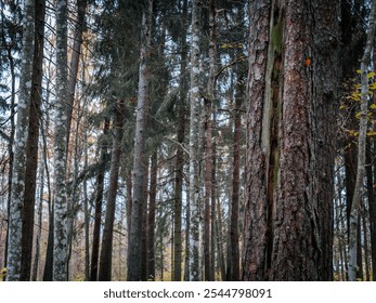 A dense forest of tall pine trees with moss-covered trunks, surrounded by a forest floor covered in fallen autumn leaves. The light filtering through the trees creates a warm, peaceful feeling. There  - Powered by Shutterstock