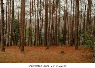 A dense forest of tall pine trees stands tall, with trunks that are dark brown. The sunlight filters through the canopy. The ground is covered with brown pine needles in Chiang Mai, Thailand. - Powered by Shutterstock