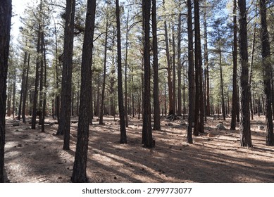 A dense forest of tall pine trees with a sun-dappled forest floor covered in pine needles and scattered rocks