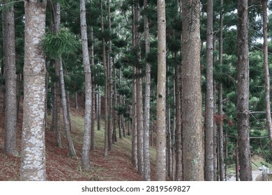 A dense forest of tall pine trees with straight trunks growing along a sloped hillside.