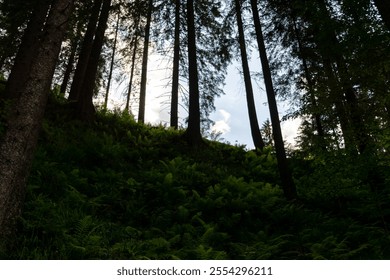 Dense forest with tall trees and lush green ferns under a bright, cloudy sky. - Powered by Shutterstock