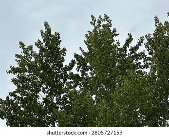 Dense forest with thick tree canopy and deep woodland growth