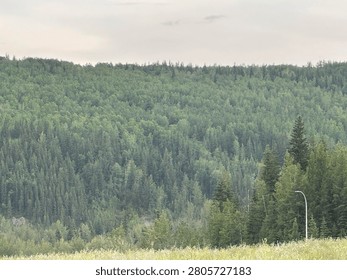 Dense forest with thick tree canopy and deep woodland growth