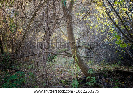 The dense forest thicket. Jungle-like bushy forest during autumn