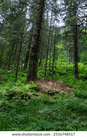 Dense forest with towering trees and lush green undergrowth on a serene day.