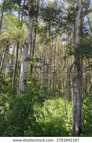 Dense forest with towering trees and sunlight filtering through the canopy