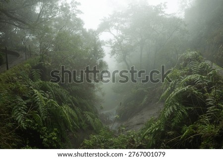 A dense forest trail is shrouded in thick white fog, featuring lush green ferns lining a steep ravine under a canopy of misty trees in a humid outdoor environment.