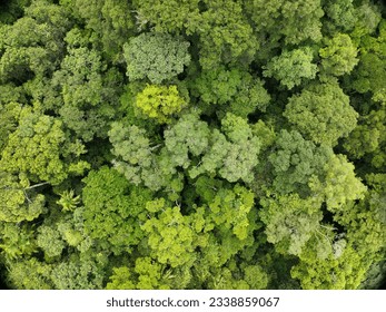Dense forest tree tree top view