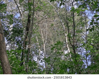 dense forest, tree trunks, thickets