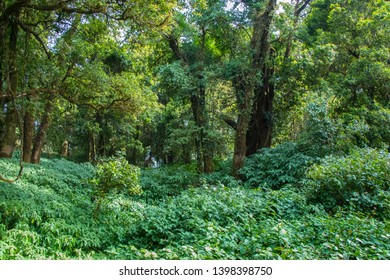 Dense forest with trees background - Shutterstock ID 1398398750