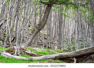 A dense forest with trees with straight, gray trunks; a lying trunk and another diagonally standing out in the foreground