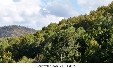 Dense Forest With Trees Under Cloudy Sky