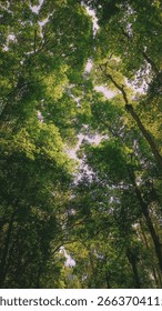 Dense Forest View with Towering Trees and Sunlight Streaming Through

