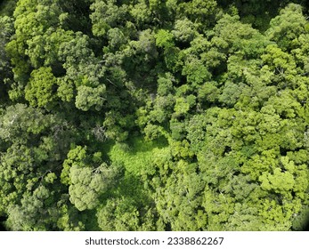 dense forests and dense shrubs 