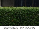 A dense and fresh green hedge. The leaves of the plants look shiny because they are hit by raindrops. This hedge grows in front of a gray concrete wall.