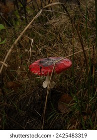 Dense grass with a toadstool in the middle