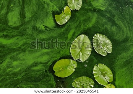 Dense green algae bloom covering stagnant pond water with aquatic plants and organic debris