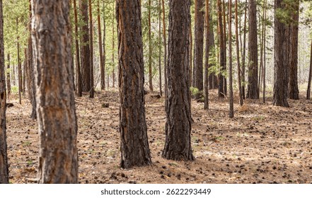 Bosque de cuento de hadas verde denso de Europa en Alemania
