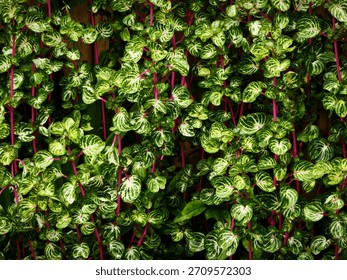 Dense green foliage with patterned leaves and reddish stems.
