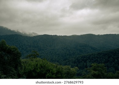 Dense green forest under a cloudy sky with mist-covered mountains in the background