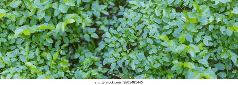 Dense green groundcover leaf pattern background with small glossy leaves for nature wallpaper and botanical design.